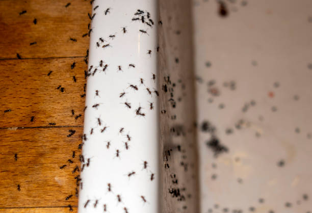 Best Best Pest Control Companies  in Sulligent, AL